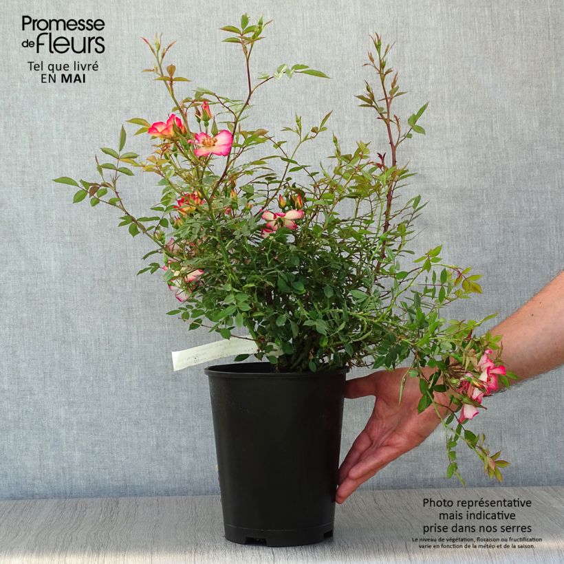 Spécimen de Rosier couvre-sol Star Profusion en pot de 3L tel que livré au printemps