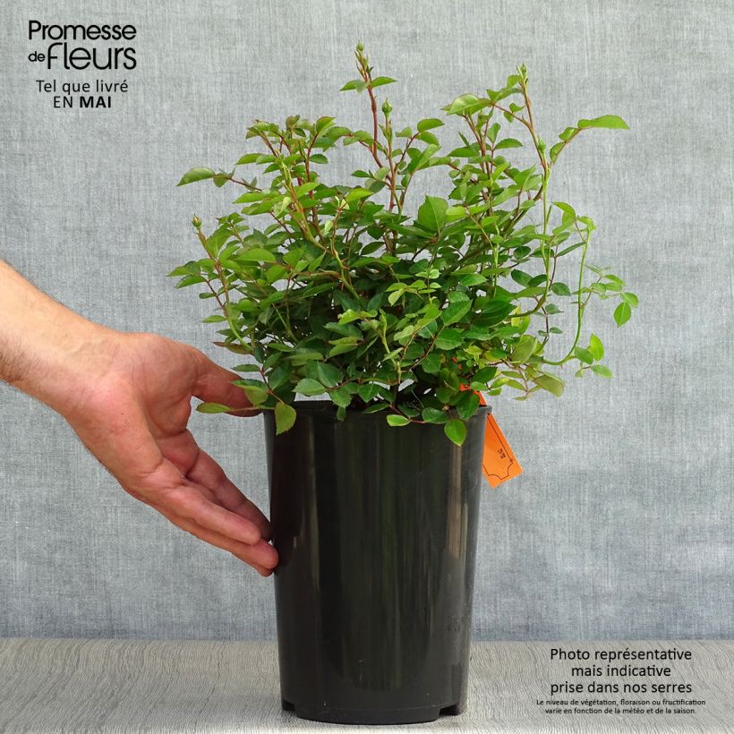 Spécimen de Rosier couvre-sol Swany en pot de 3L./4L. tel que livré au printemps