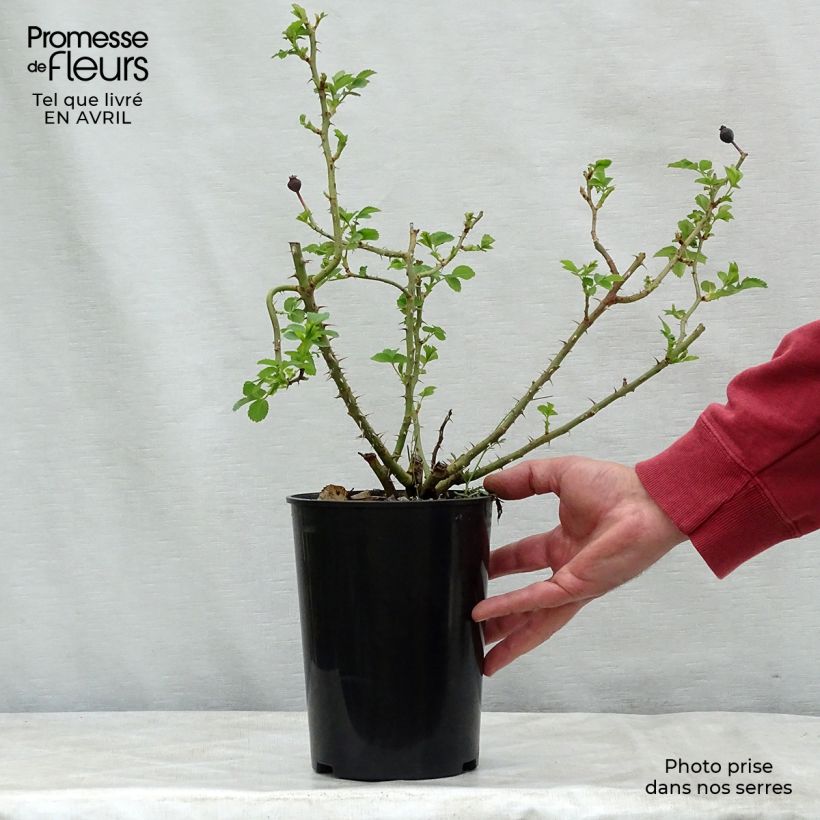 Spécimen de Rosier couvre-sol Weg der Sinne en pot de 3L tel que livré au printemps