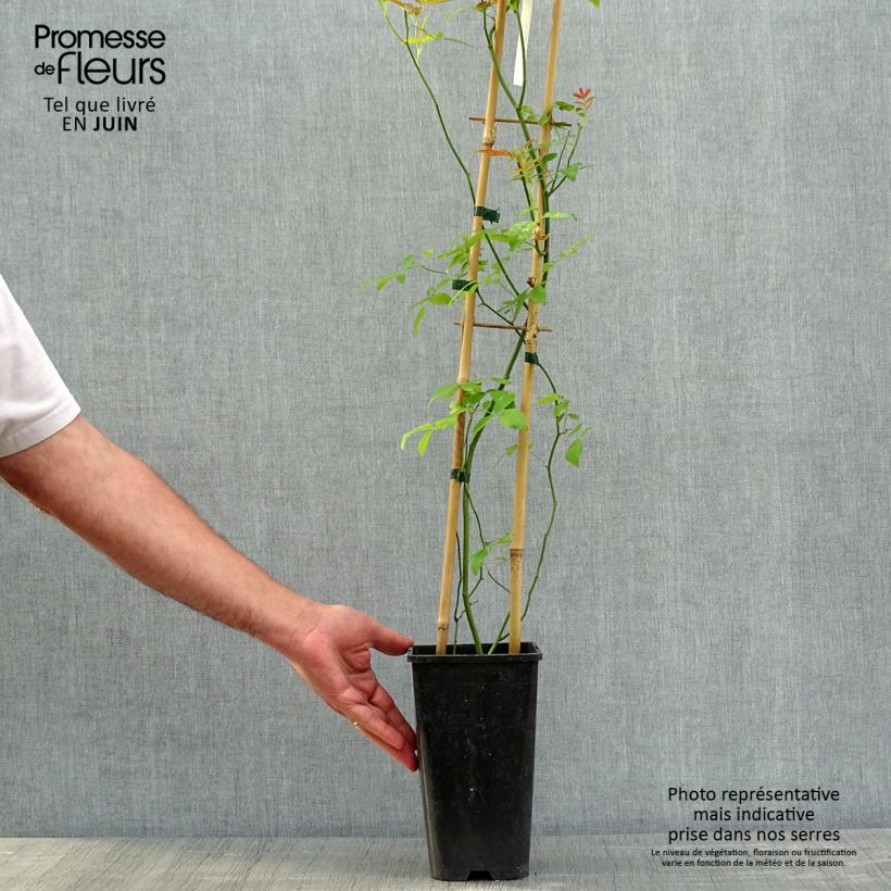 Spécimen de Rosier de Banks Alba Plena - Rosa banksiae Pot de 2L/3L, Sur propres racines (non greffé)Hauteur livrée env. 30/40cm tel que livré au printemps