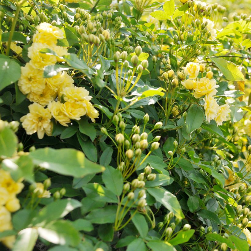 Rosier de Banks Lutea - Rosa banksiae (Feuillage)
