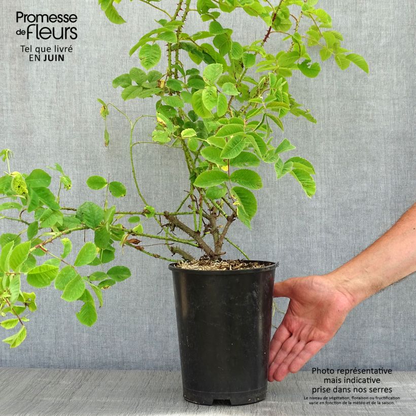 Spécimen de Rosier de Damas - Rosa (x) damascena - pot de 4L/5L tel que livré au printemps