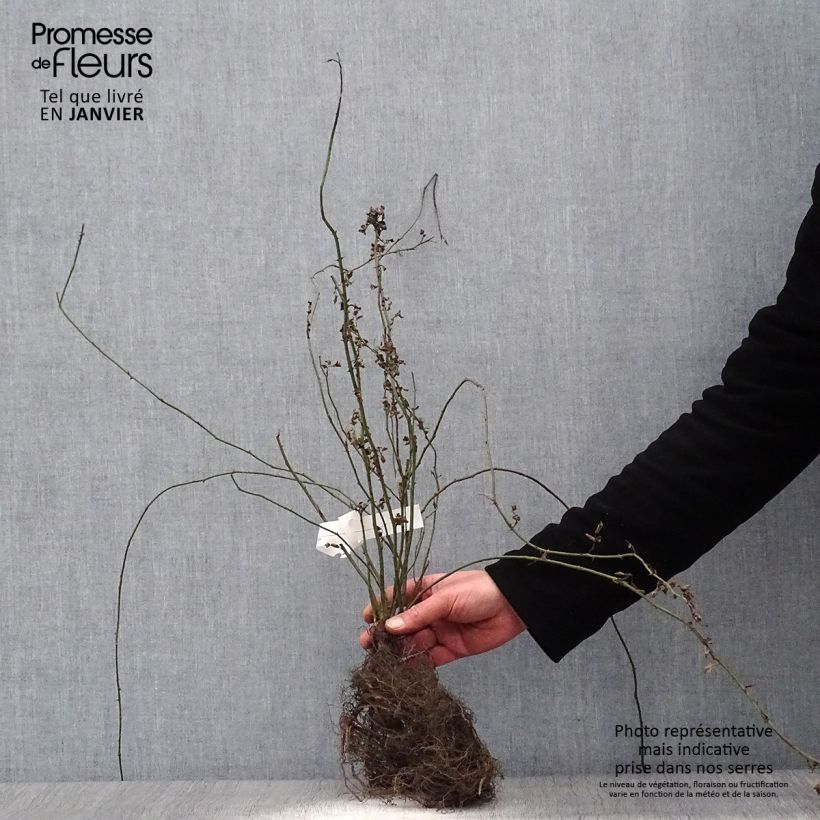 Spécimen de Rosier des champs - Rosa arvensis Racines nues tel que livré en hiver