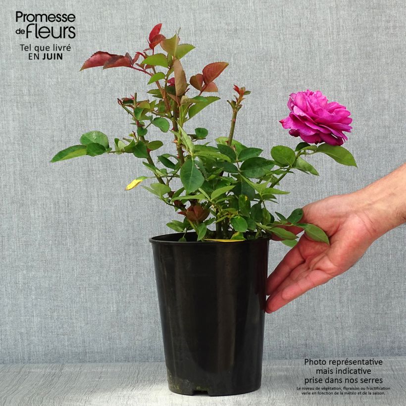 Spécimen de Rosier fleurs groupées Heidi Klum - Pot de 4L/5L tel que livré au printemps