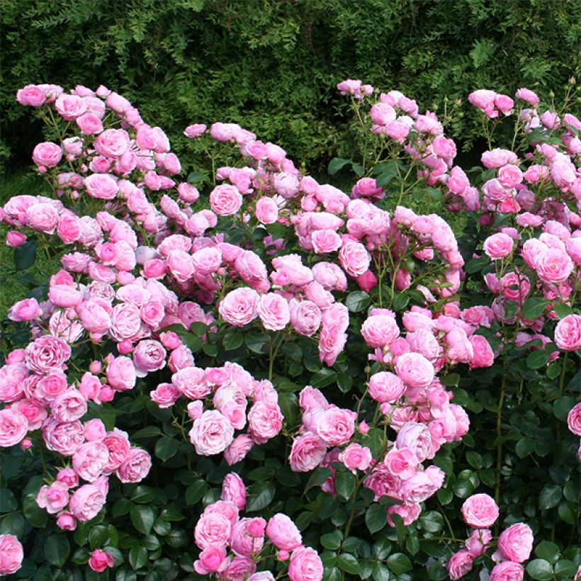 Rosier à fleurs groupées Pomponella (Port)