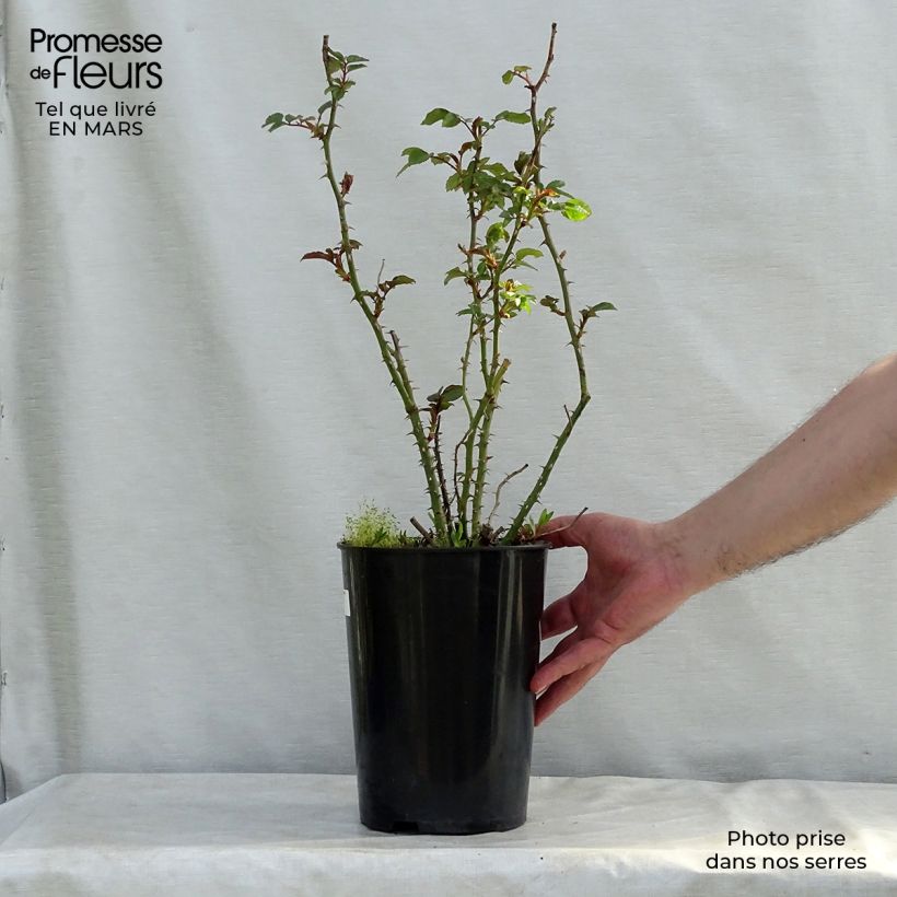 Spécimen de Rosier à grandes fleurs Augusta Luise en pot de 4L tel que livré au printemps