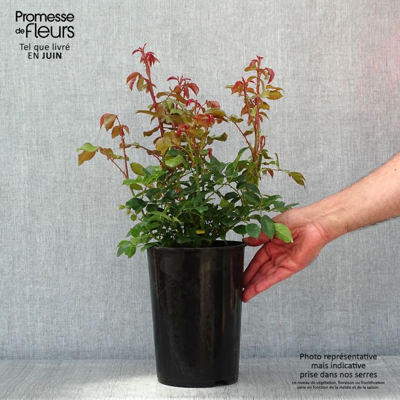 Spécimen de Rosier grimpant Alaska - en pot de 4L/5L tel que livré au printemps