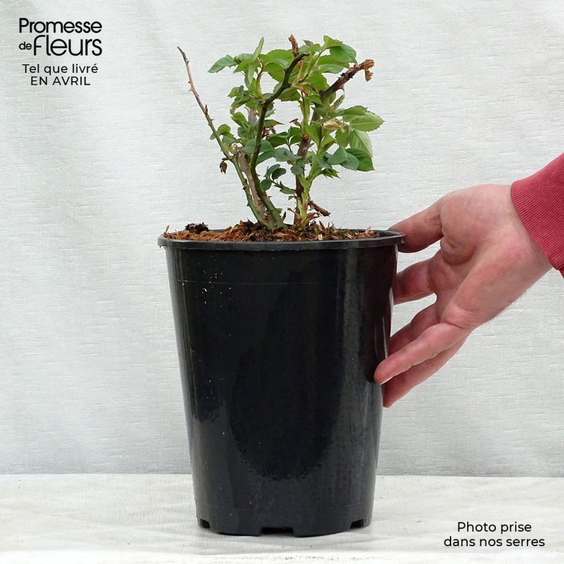Spécimen de Rosier grimpant Alchymist en pot de 4L. tel que livré au printemps