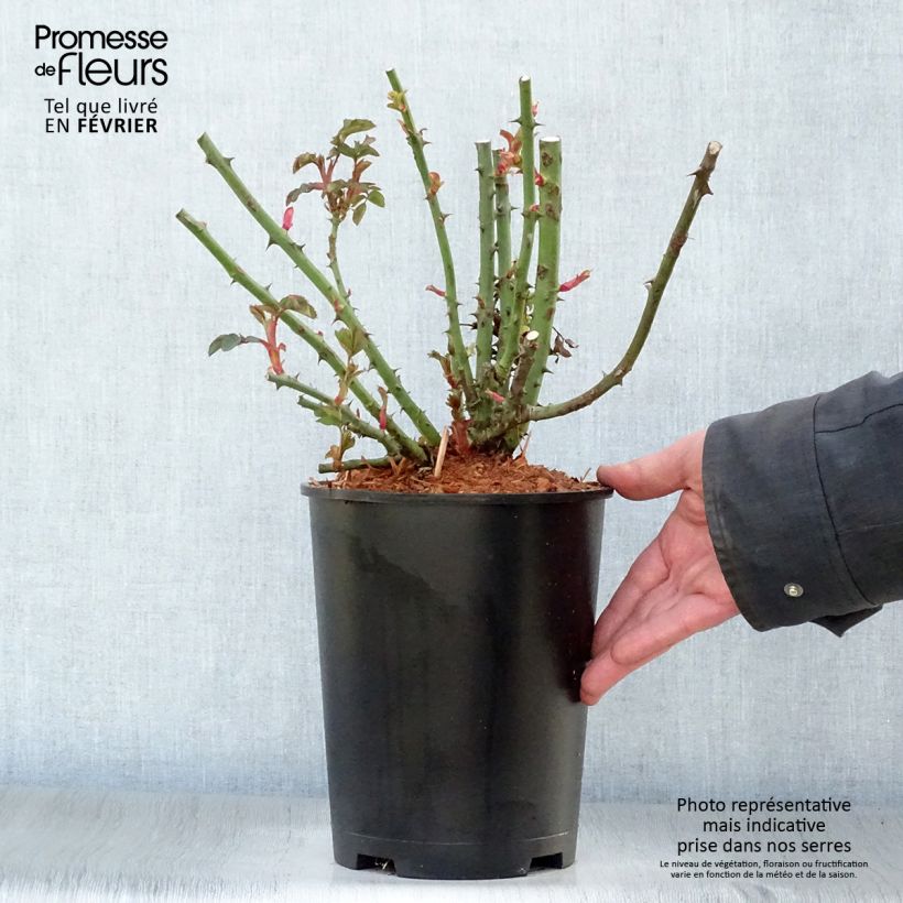 Spécimen de Rosier grimpant Alibaba Pot de 4L/5L tel que livré en hiver
