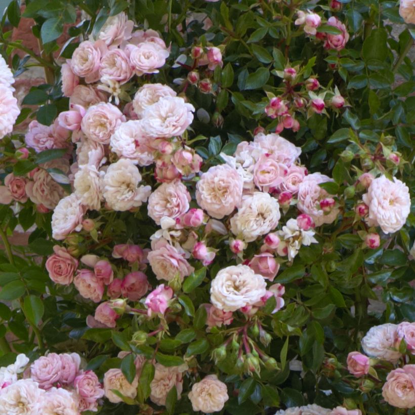 Rosier grimpant Starlet Rose Alina (Floraison)