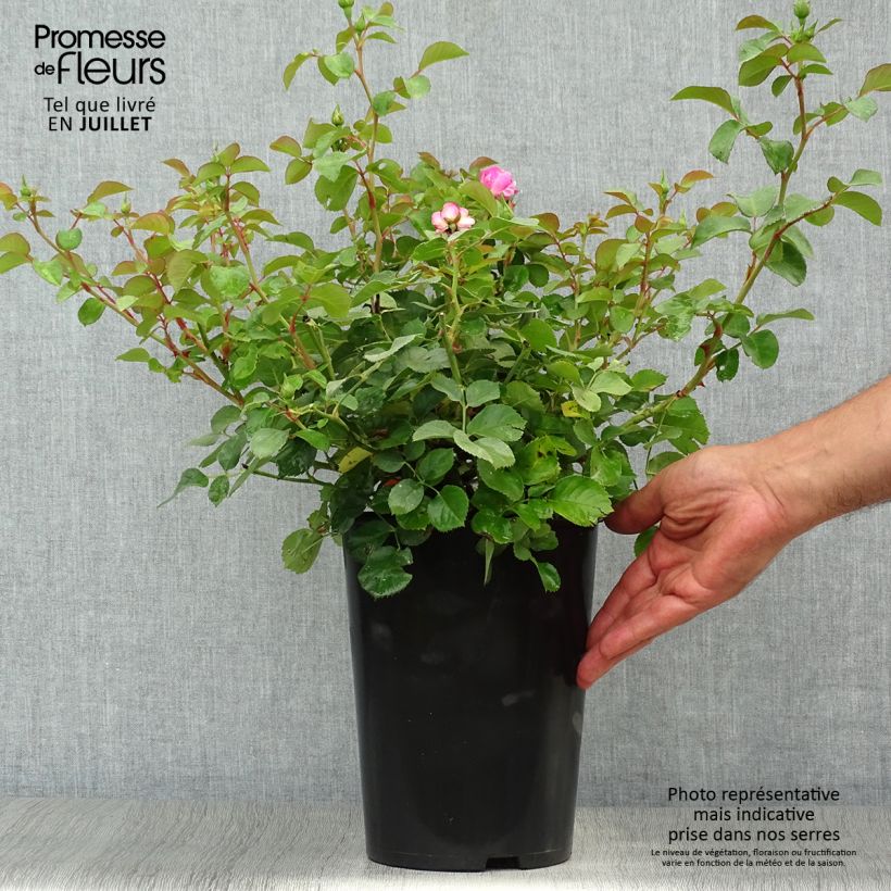 Spécimen de Rosier grimpant Allegro Pot de 4L/5L tel que livré en été