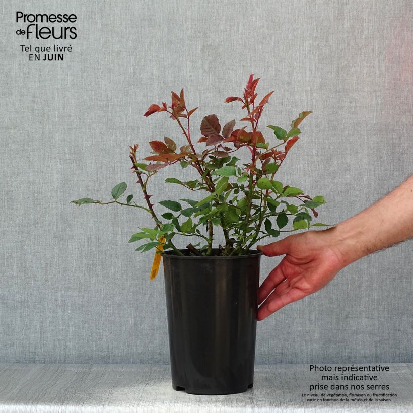 Spécimen de Rosier grimpant Aloha ancien Pot de 4L/5L tel que livré au printemps