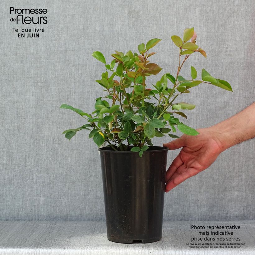 Spécimen de Rosier grimpant Aloha de Kordes KORwesrug - Pot de 4L/5L tel que livré au printemps