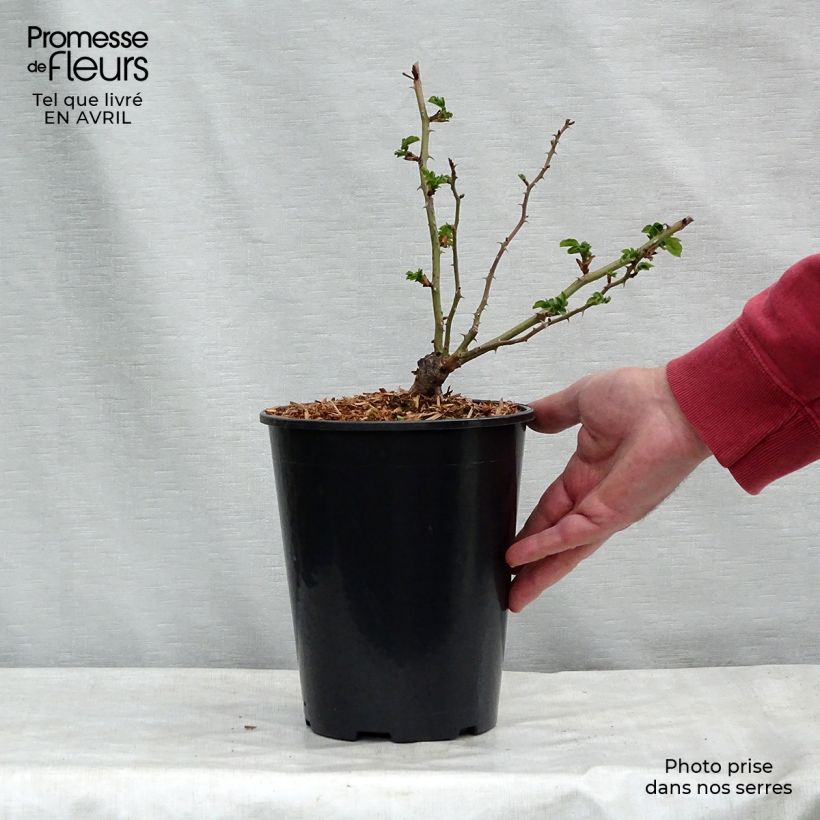Spécimen de Rosier grimpant American Pillar en pot de 4L tel que livré au printemps