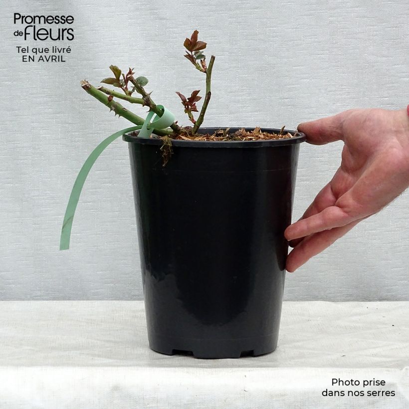 Spécimen de Rosier grimpant Bantry Bay en pot de 4L tel que livré au printemps