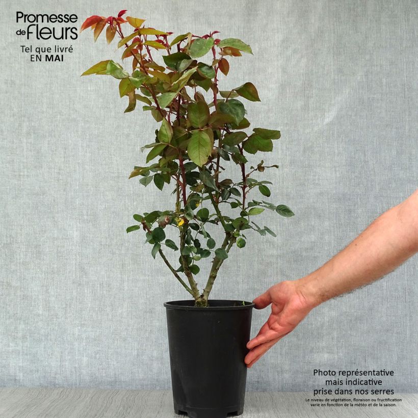 Spécimen de Rosier grimpant Belle de Londres (Compassion) Pot de 4L/5L tel que livré au printemps