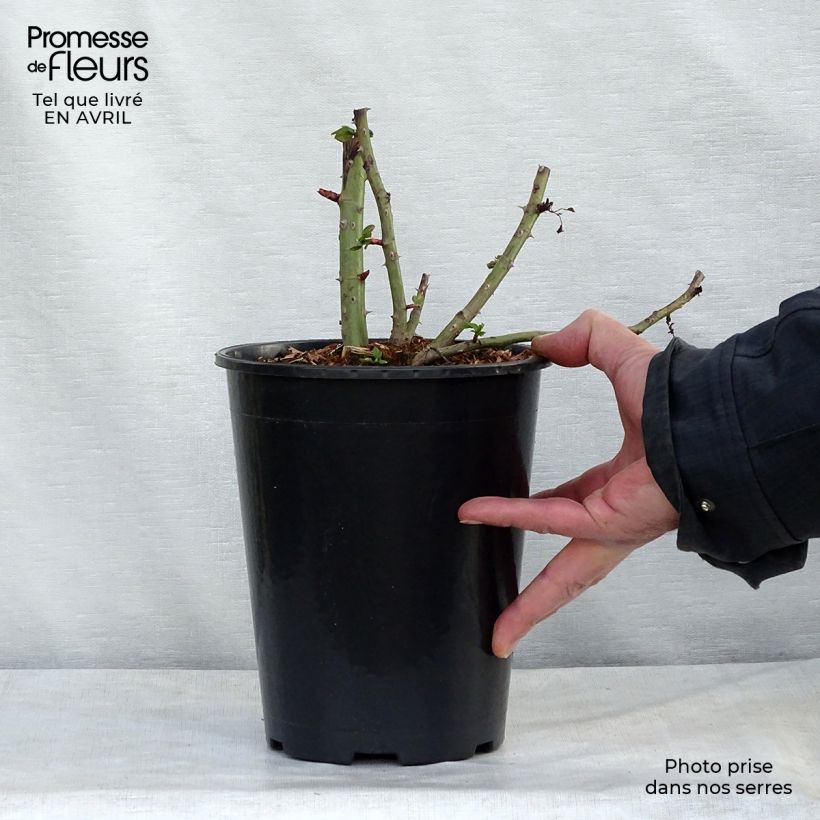 Spécimen de Rosier grimpant Blaze Superior (Blaze Improved, Demokracie) - Pot de 4L/5L tel que livré au printemps