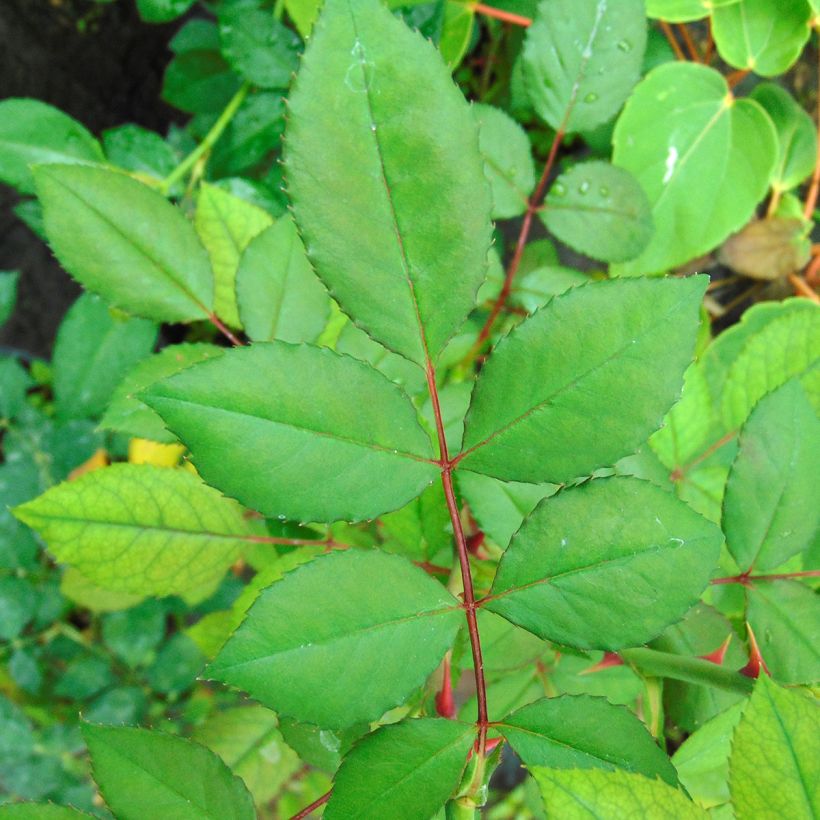 Rosier grimpant Blossomtime (Feuillage)