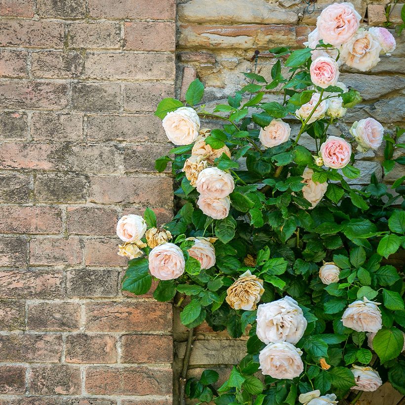 Rosier grimpant Blush Noisette (Port)