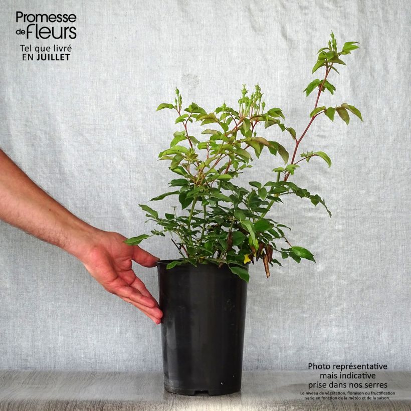 Spécimen de Rosier grimpant Blush Noisette Pot de 4L/5L tel que livré en été