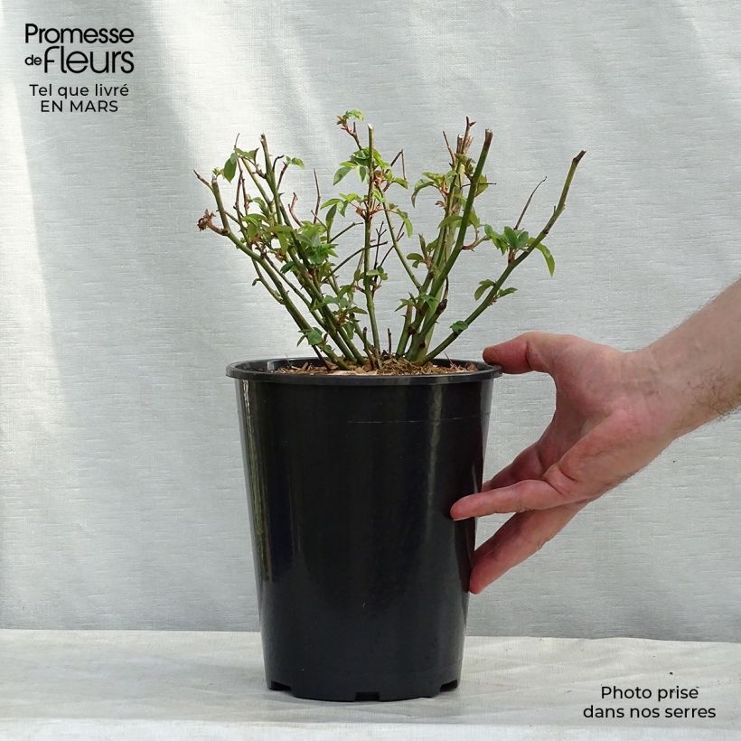 Spécimen de Rosier grimpant Blush Noisette en pot de 4L tel que livré au printemps