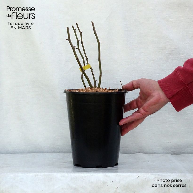 Spécimen de Rosier grimpant Cécile Brunner Clg Pot de 4L/5L tel que livré au printemps