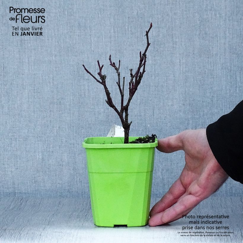Spécimen de Rosier grimpant Climbing Max Kiss me Kate Pot de 4L./5L. tel que livré en hiver