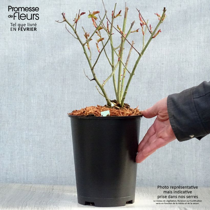 Spécimen de Rosier grimpant Cocktail Pot de 4L/5L tel que livré en hiver