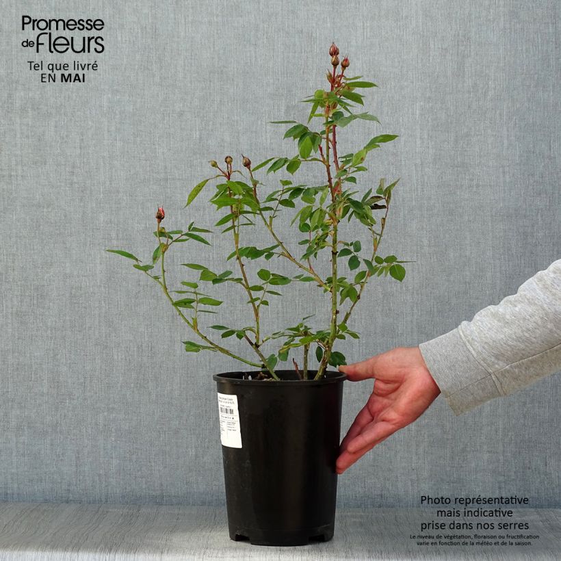 Spécimen de Rosier grimpant Colette Meiroupis - en pot de 4L/5L tel que livré au printemps