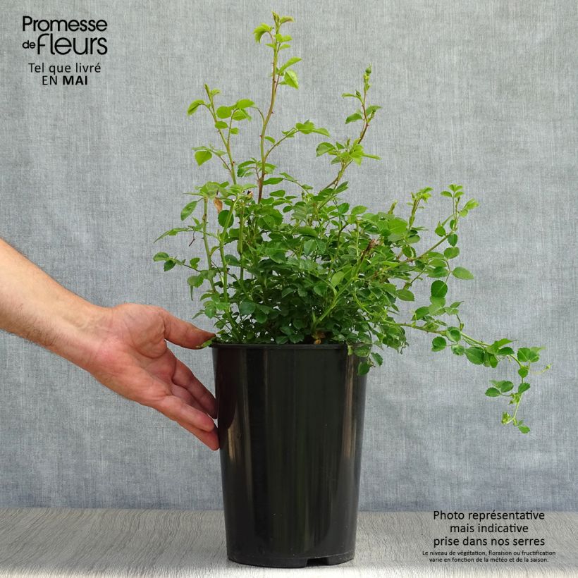 Spécimen de Rosier grimpant Crimson Shower en pot de 3L/4L tel que livré au printemps