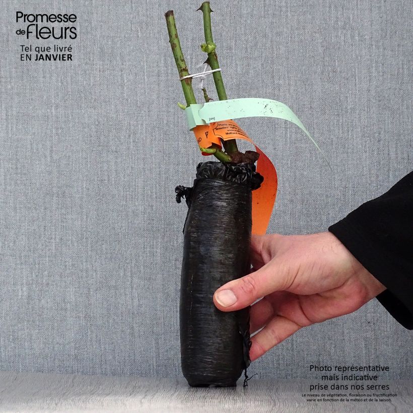 Spécimen de Rosier grimpant Cyclamen Pierre de Ronsard en Motte tel que livré en hiver