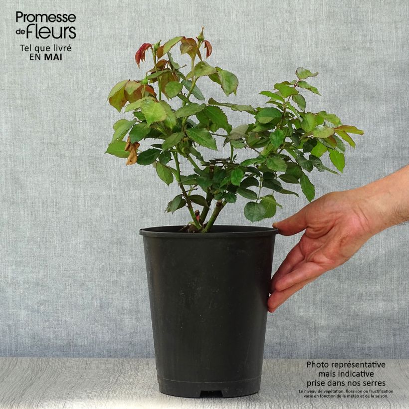 Spécimen de Rosier grimpant Cyclamen Pierre de Ronsard en pot de 4L tel que livré au printemps