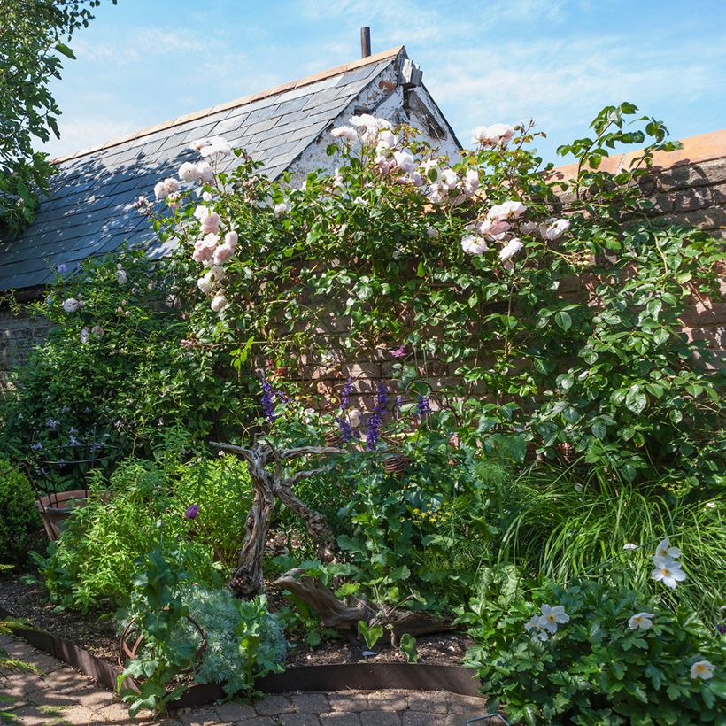 Rosier grimpant David Austin The Generous Gardener (Port)