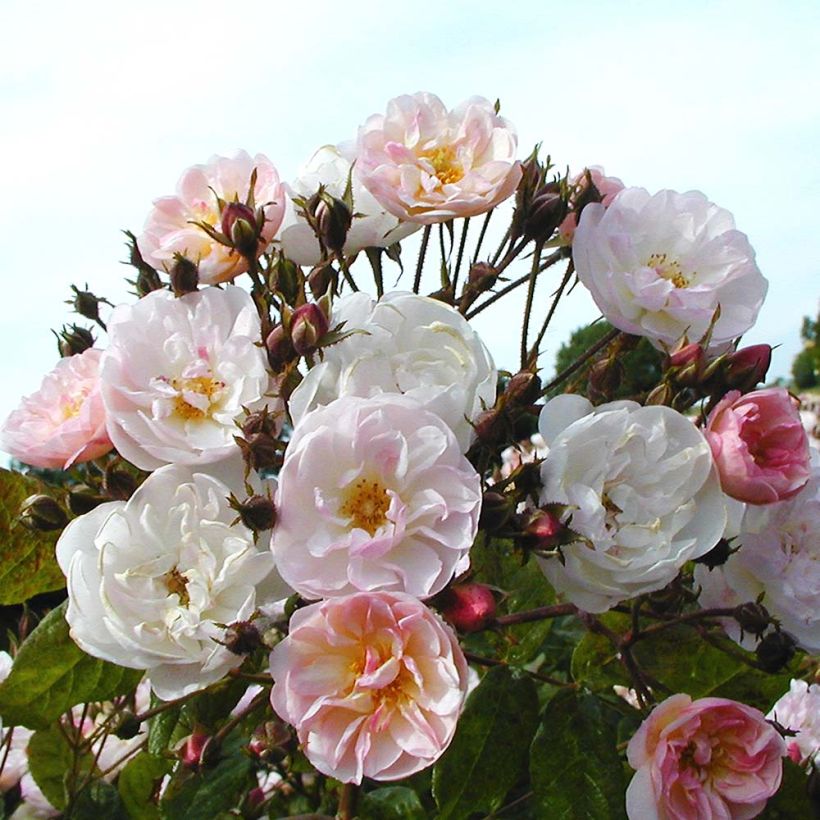 Rosier grimpant Dentelle de Malines (Floraison)