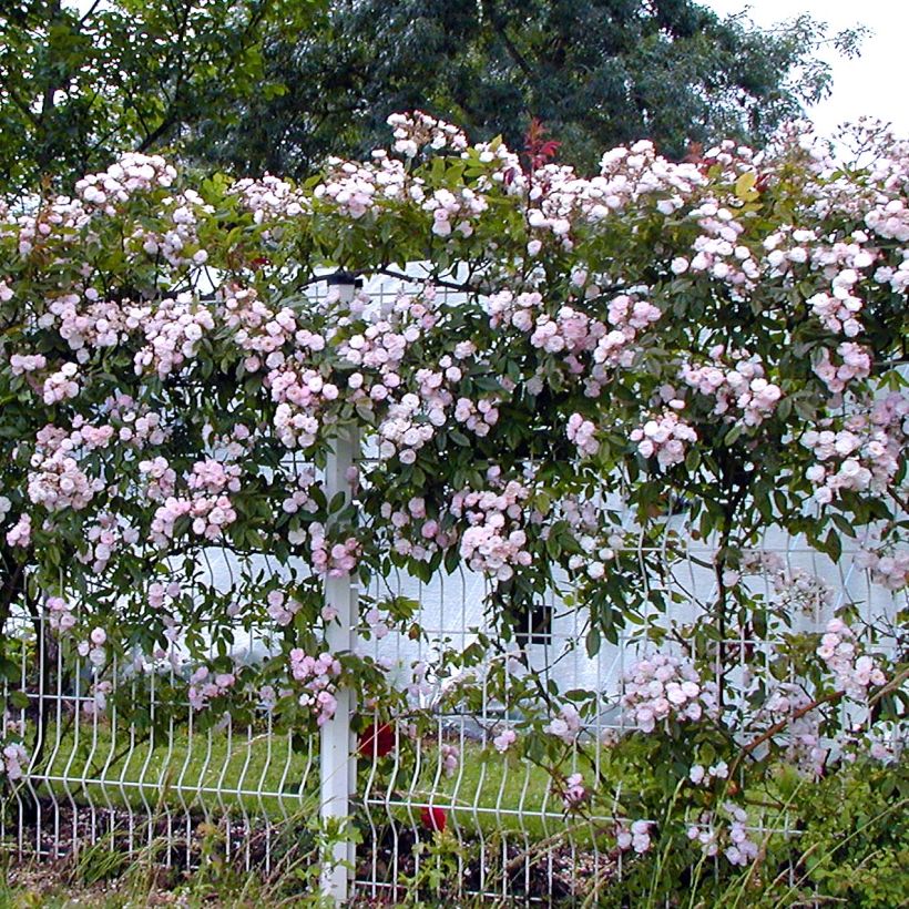 Rosier grimpant Dentelle de Malines (Port)