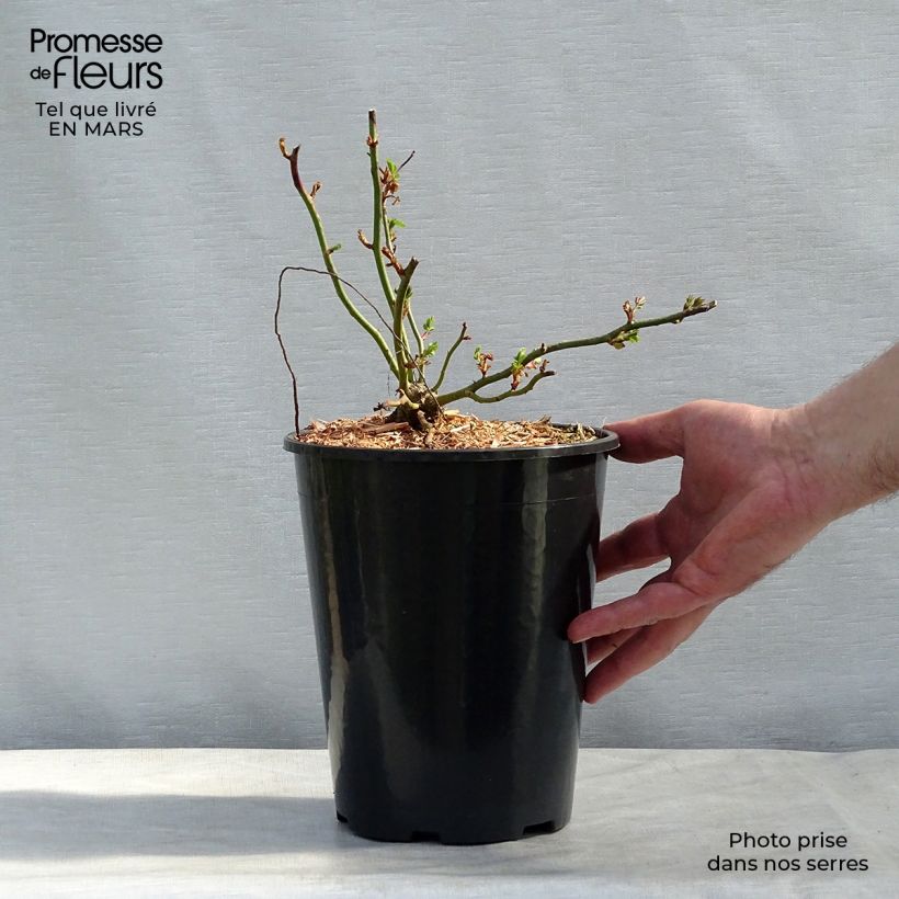 Spécimen de Rosier grimpant Dorothy Perkins en pot de 4L tel que livré au printemps