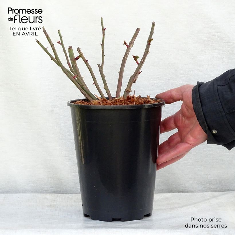 Spécimen de Rosier grimpant Easy Fashion en pot de 4L tel que livré au printemps