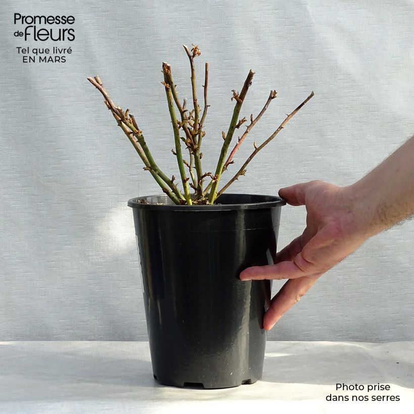 Spécimen de Rosier grimpant Excelsa en pot de 4L tel que livré au printemps