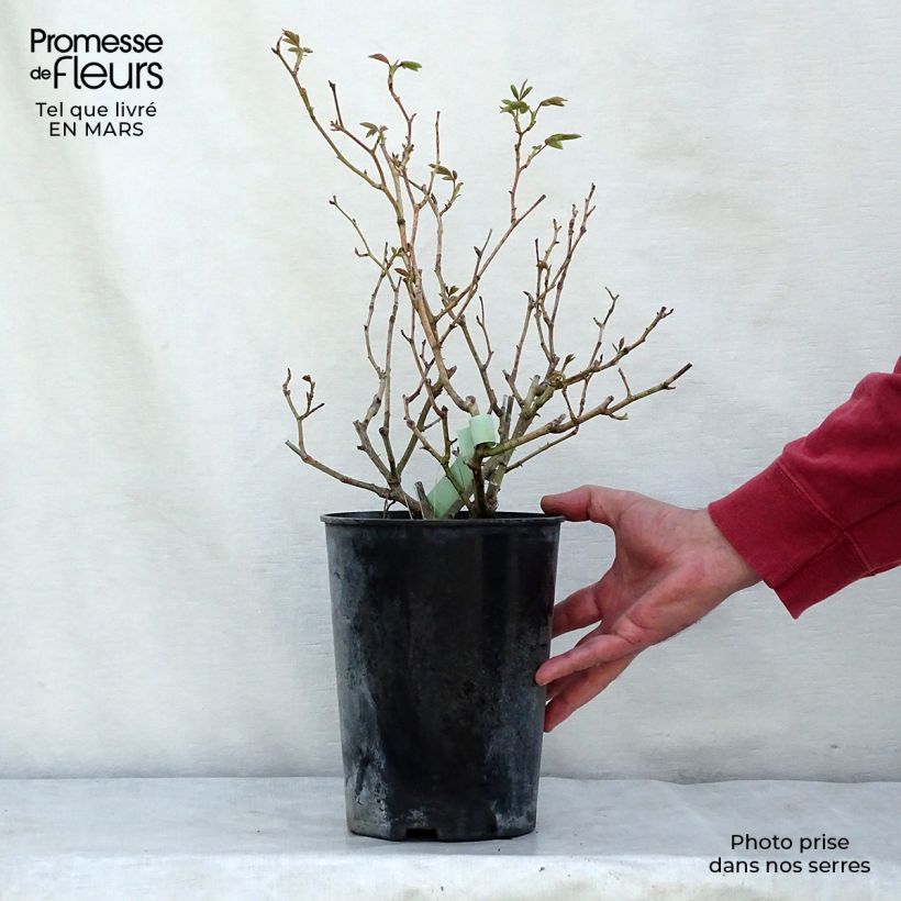 Spécimen de Rosier grimpant Fée des neiges grimpant (Climbing Iceberg) en pot de 4/5L tel que livré au printemps