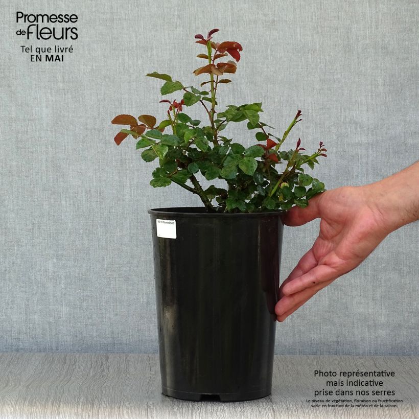 Spécimen de Rosier grimpant Florentina - Pot de 4L/5L tel que livré au printemps