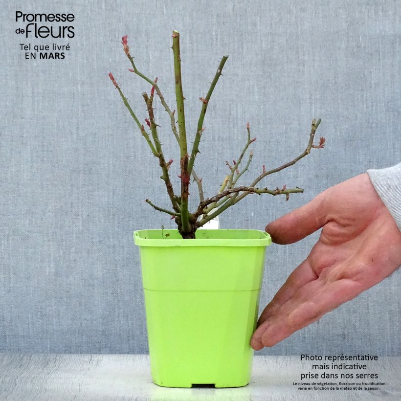 Spécimen de Rosier grimpant Florentina Pot de 4L/5LHauteur livrée env. 20-30cm tel que livré au printemps