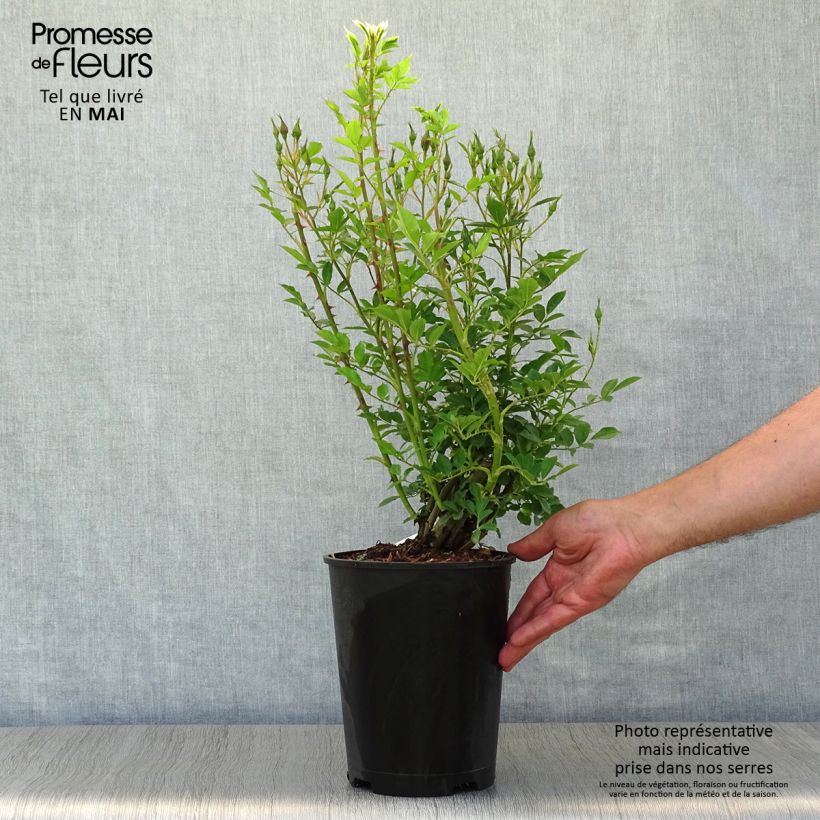 Spécimen de Rosier grimpant Golden Age - en pot de 4L / 5L tel que livré au printemps