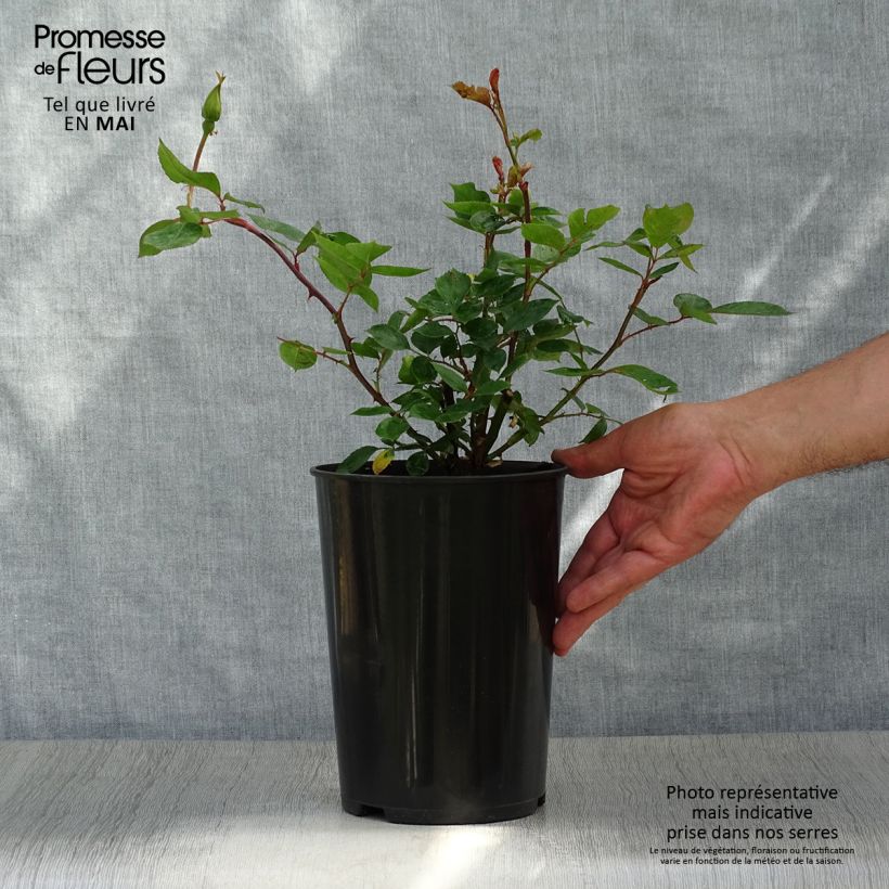 Spécimen de Rosier grimpant Golden Showers - Pot de 4L/5L tel que livré au printemps