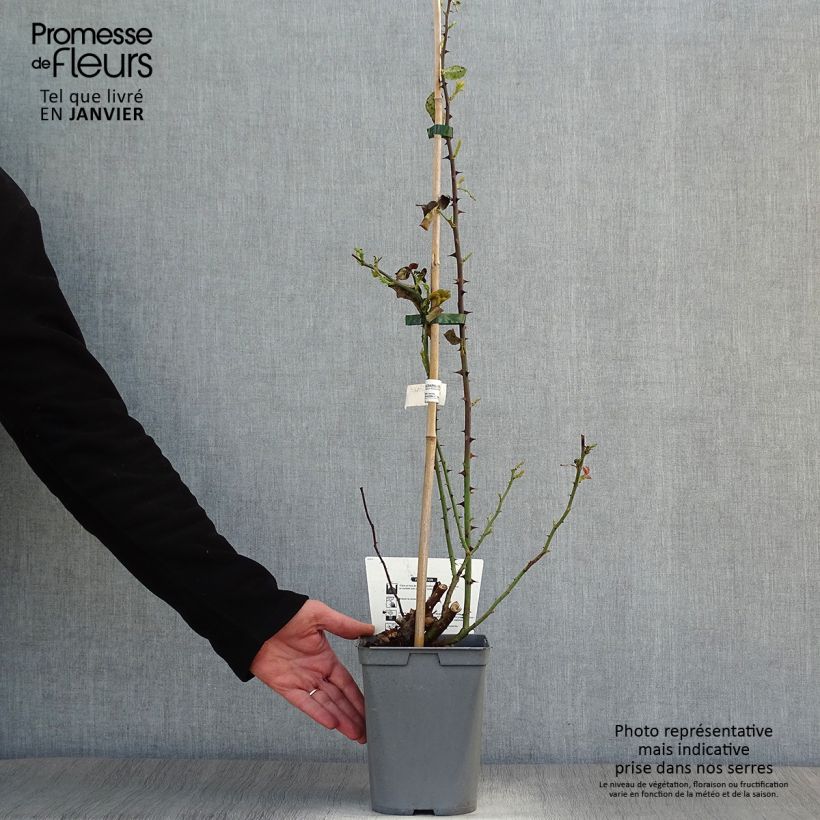 Spécimen de Rosier grimpant Julie Andrieu en pot de 3L/4L. tel que livré en hiver