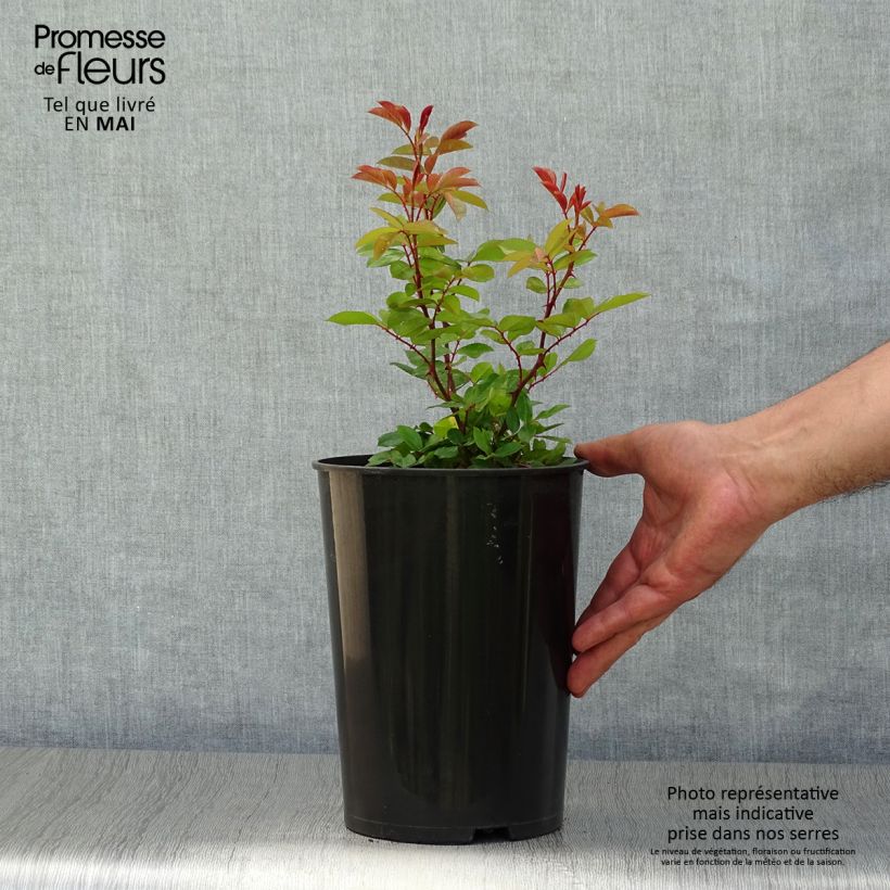 Spécimen de Rosier grimpant Mermaid Pot de 2L/3L tel que livré au printemps