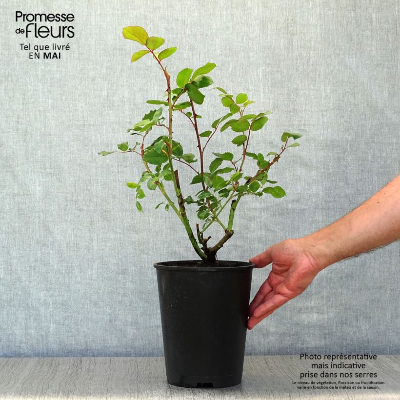 Spécimen de Rosier grimpant Mini Eden Rose en pot de 4L tel que livré au printemps