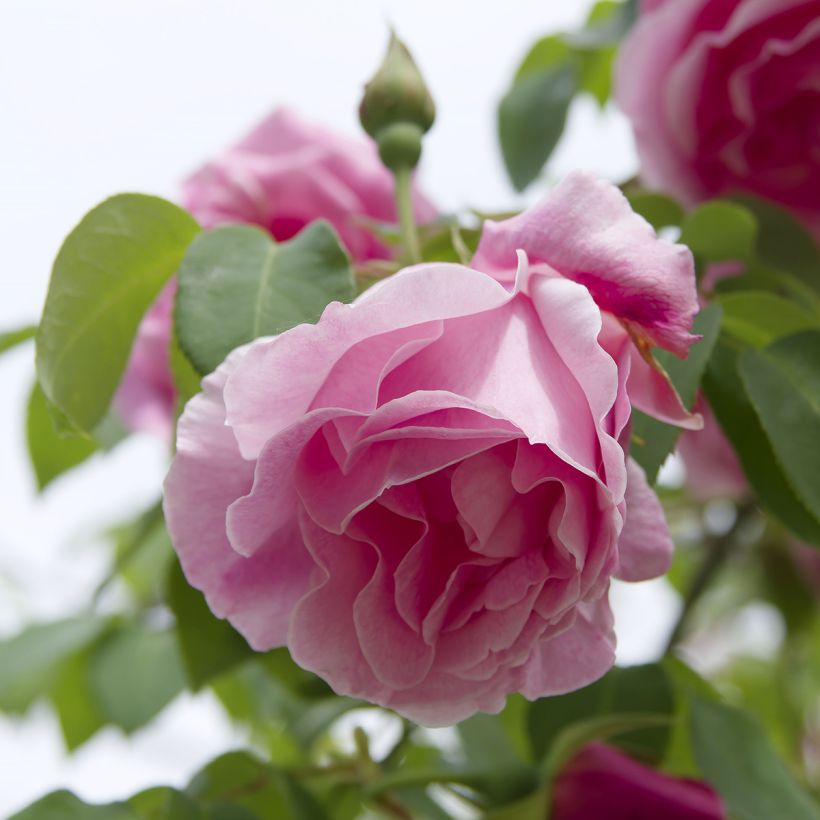 Rosier grimpant Mme Gregoire Staechelin (Floraison)