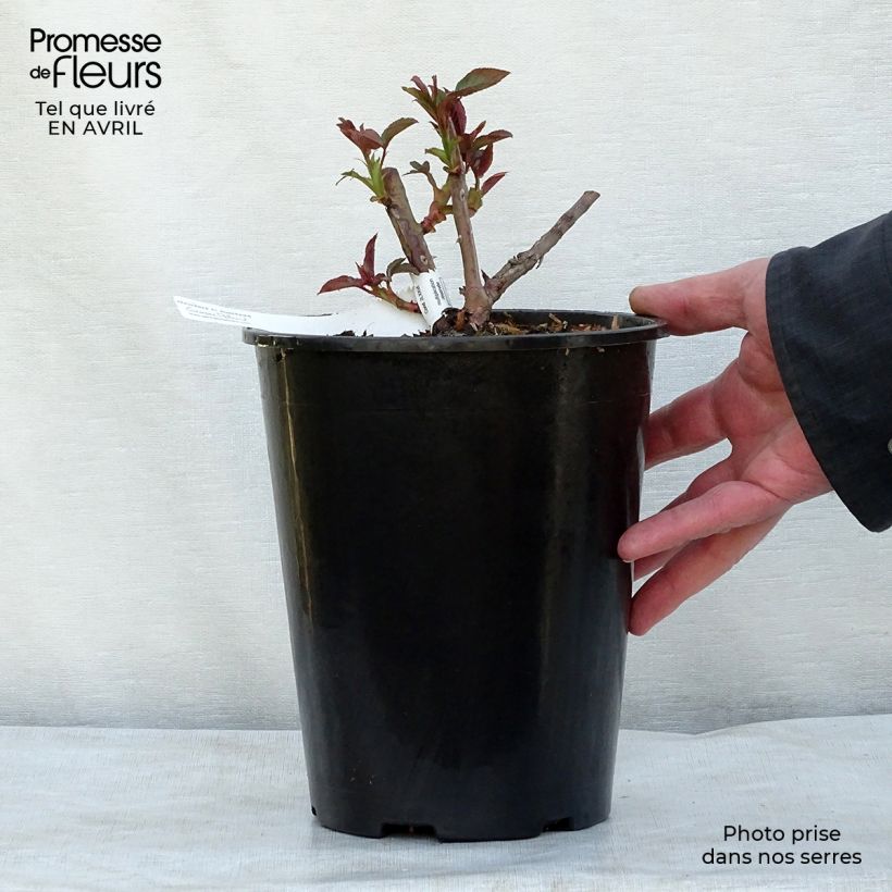 Spécimen de Rosier grimpant Nahéma en pot de 3/4L tel que livré au printemps