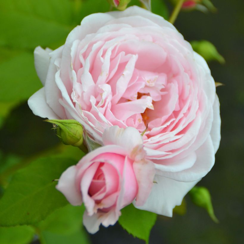 Rosier grimpant Nahéma (Floraison)