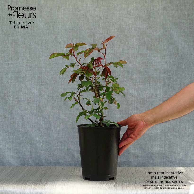 Spécimen de Rosier grimpant Orange Climber en pot de 4L tel que livré au printemps